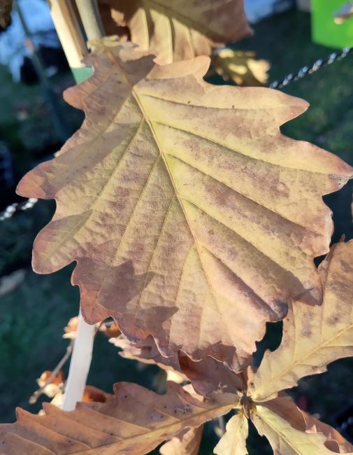 Quercus mongolica (from seed)