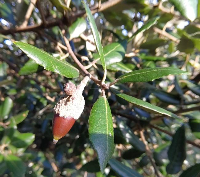 Quercus pseudosuber