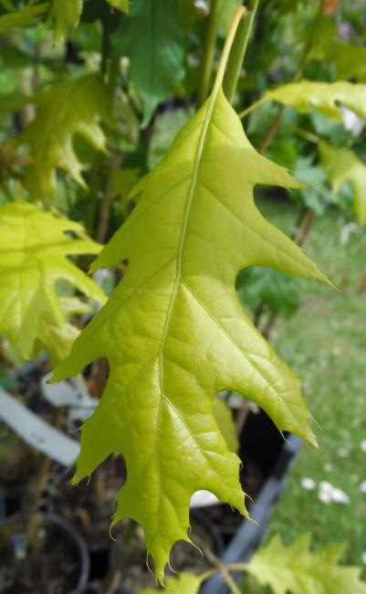 Quercus rubra 'Bolte's Gold'