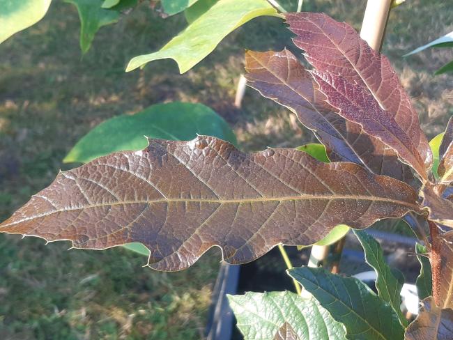 Quercus rhysophylla 'Maya'