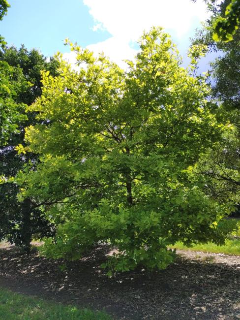Quercus robur 'Rita's Gold'