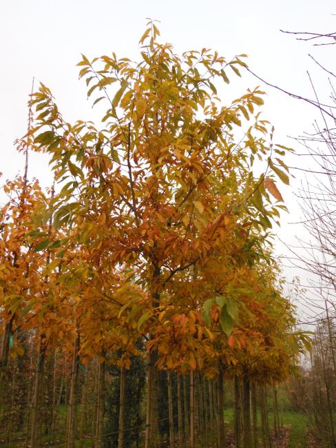 Quercus serrata (= Q. glandulifera)