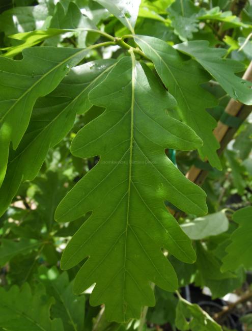 Quercus saulii 'Montalba'