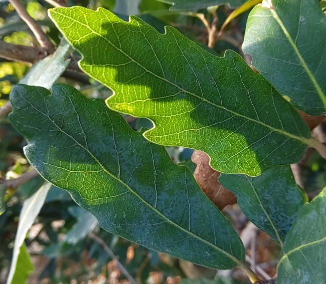 Quercus turneri 'Pseudoturneri' (x)