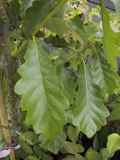 Quercus vilmoriniana 'A. De Vilmorin' (x)