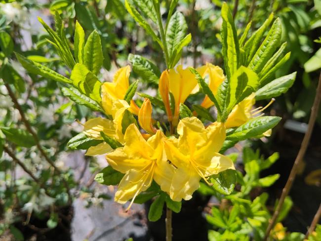 Rhododendron 'Arpège' (az)