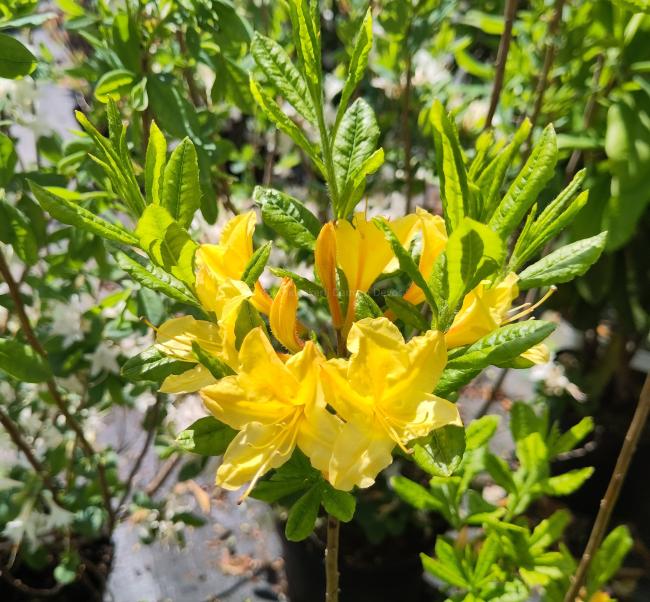 Rhododendron 'Arpège' (az)