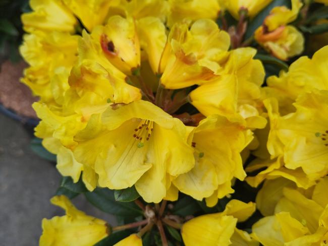Rhododendron Hybride 'Golden Everest'