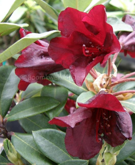 Rhododendron 'Impi'