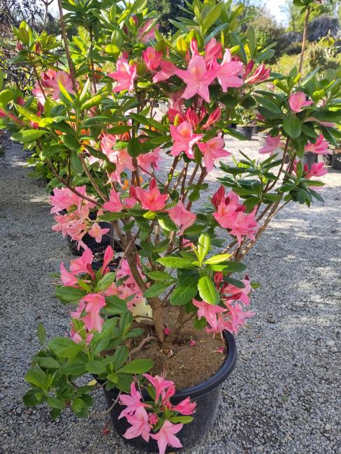 Rhododendron 'Jolie Madame' (Ghent Azalea)