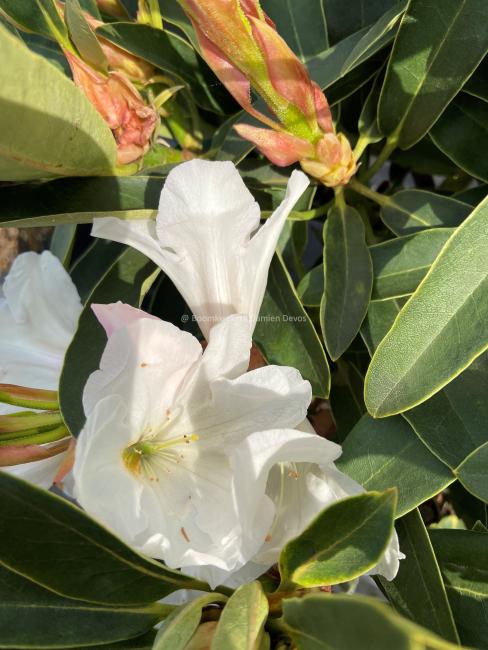 Rhododendron 'Mrs AT de la Mare'