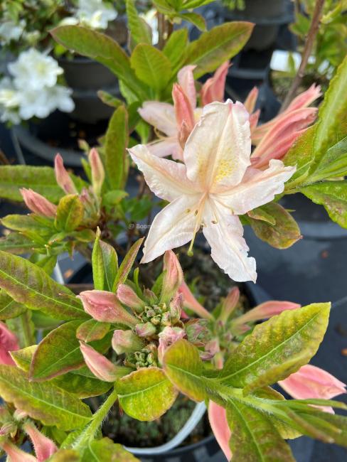 Rhododendron 'Replique' (Viscosa Azalea)