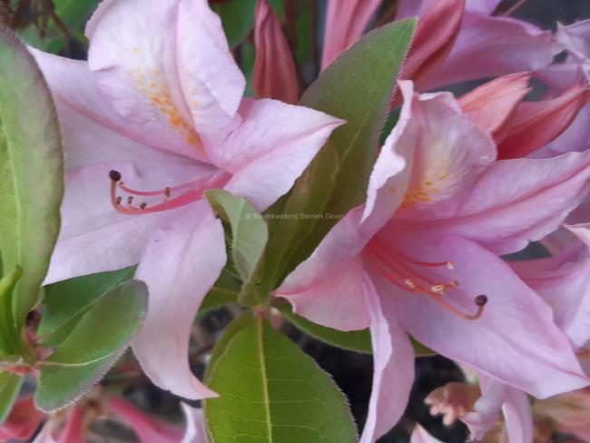 Rhododendron 'Soir de Paris' (Viscosa Azalea)