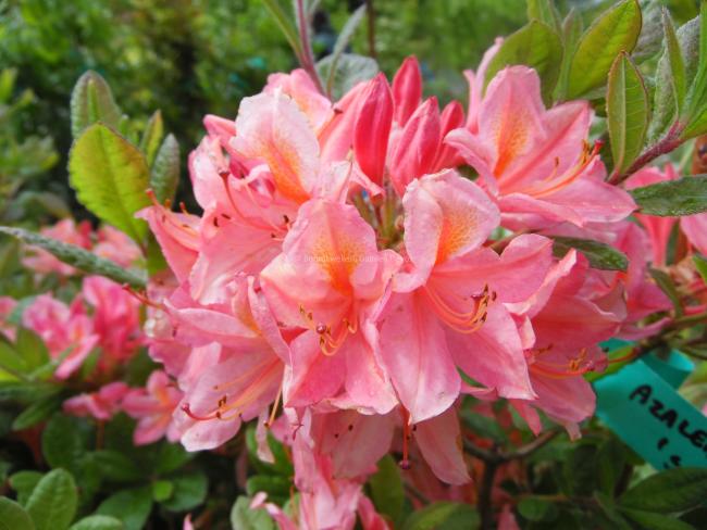 Rhododendron 'Soir de Paris' (Viscosa Azalea)