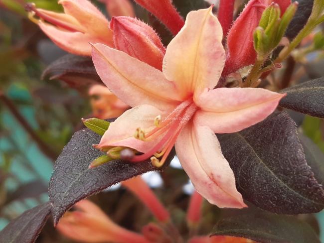 Rhododendron 'Sweet Smelling Salmon' (AZ)
