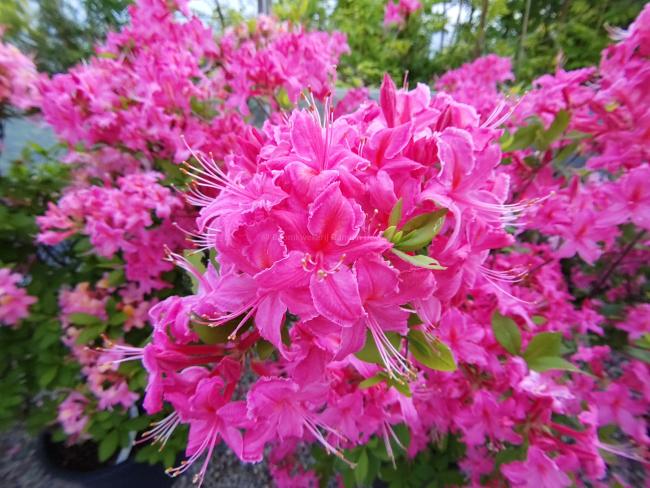 Rhododendron 'Tower Daring' (az)