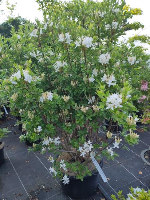 Rhododendron viscosum (Azalea viscosa)