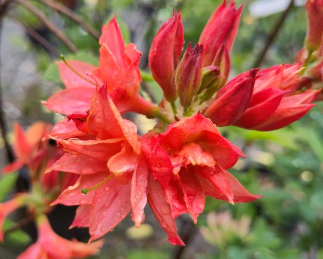 Rhododendron 'Venicourt Troubadour' (Azalea knahill)