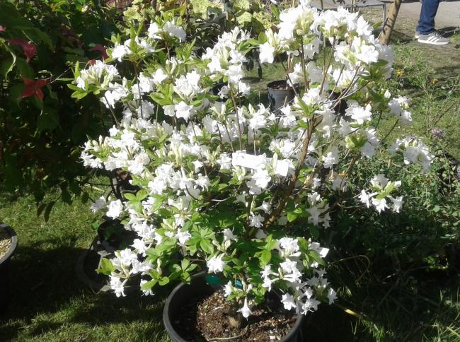 Rhododendron 'Whitethroat' (Mollis Azalea)