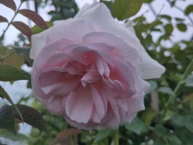 Rosa 'A Whiter Shade of Pale'