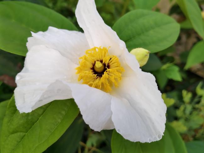 Romneya coulteri