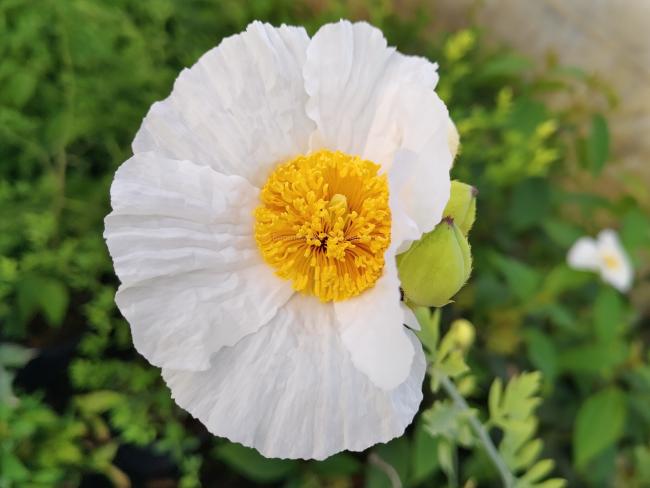 Romneya coulteri