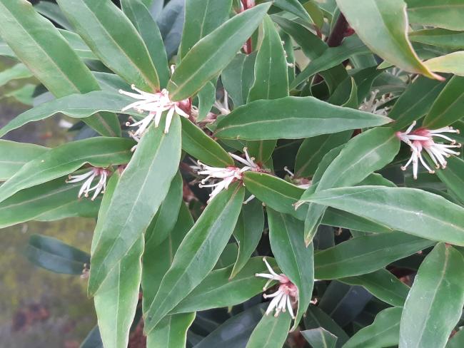 Sarcococca hookeriana 'Purple Stem'