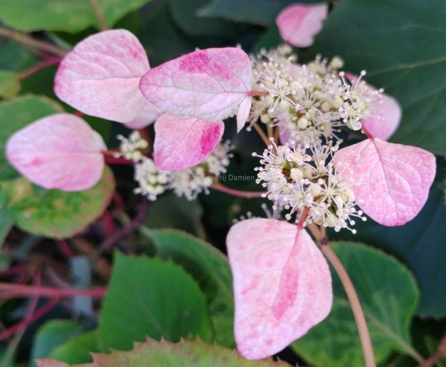 Schizophragma hydrangeoides 'Rose Sensation'