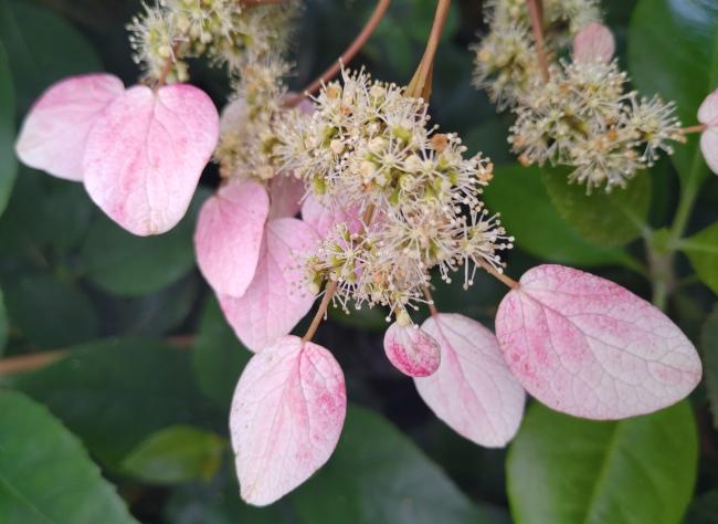 Schizophragma hydrangeoides 'Rose Sensation'