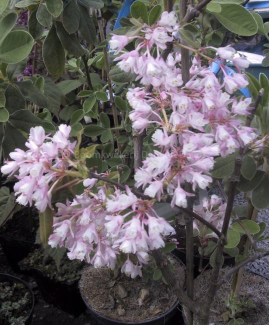 Staphylea holocarpa 'Rosea'