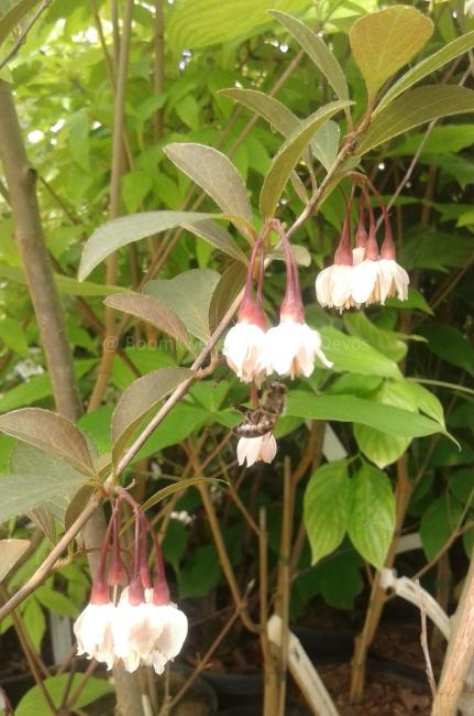 Styrax japonicus 'Pink Snowbell'