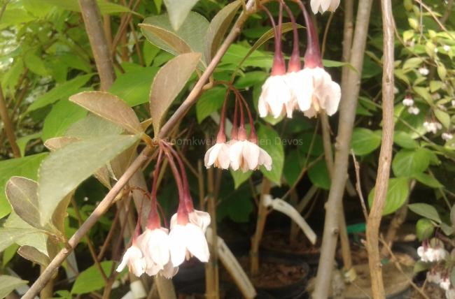 Styrax japonicus 'Pink Snowbell'
