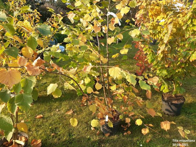 Tilia miqueliana | Damien Devos