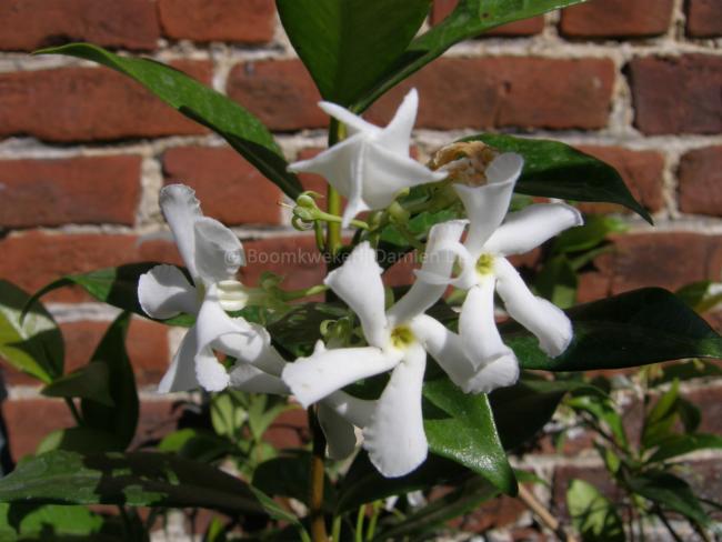 Trachelospermum jasminoides