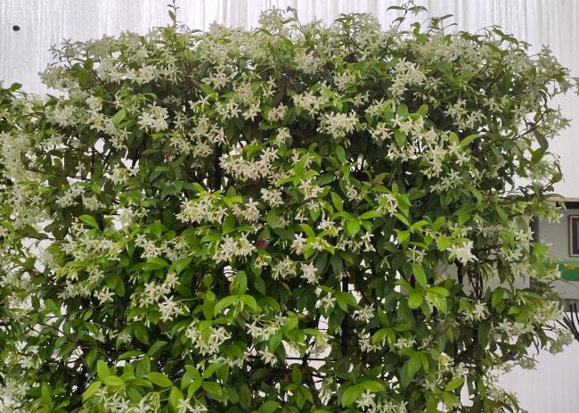 Trachelospermum jasminoides