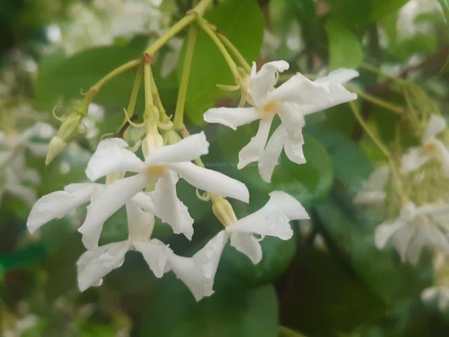 Trachelospermum jasminoides