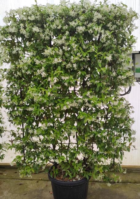 Trachelospermum jasminoides