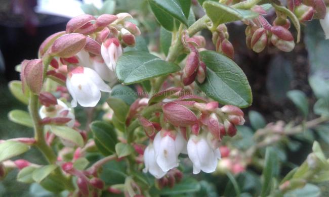 Vaccinium vitis-idaea 'Miss Cherry' ®