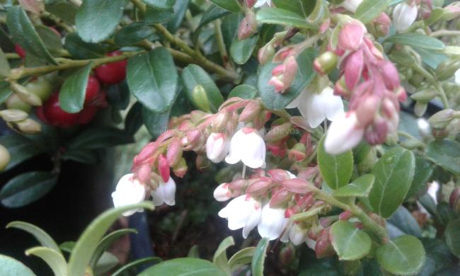 Vaccinium vitis-idaea 'Miss Cherry' ®