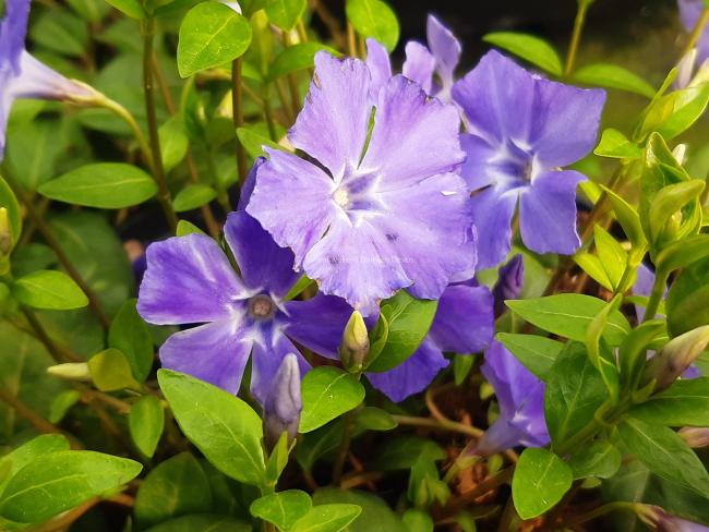 Vinca minor 'La Grave' (='Bowles variety')