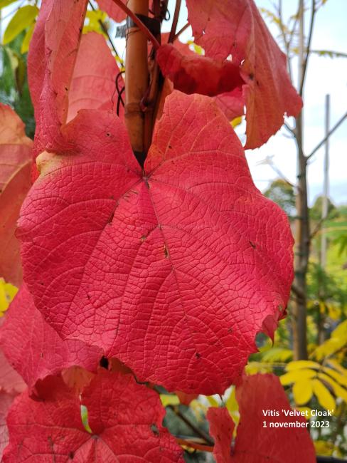 Vitis 'Velvet Cloak'