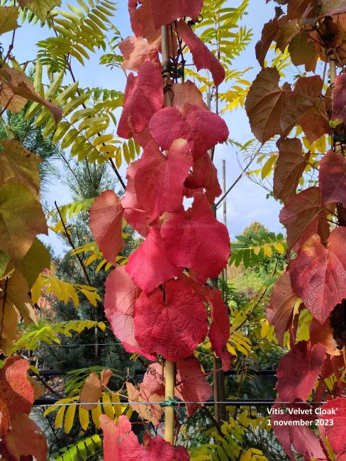 Vitis 'Velvet Cloak'