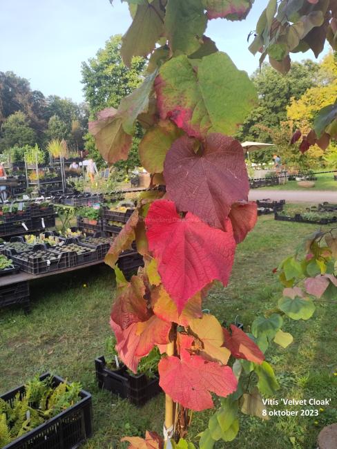 Vitis 'Velvet Cloak'