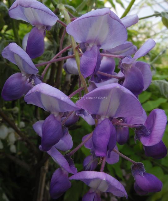 Wisteria brachybotrys 'Okayama'