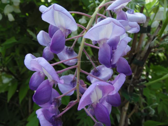 Wisteria brachybotrys 'Okayama'