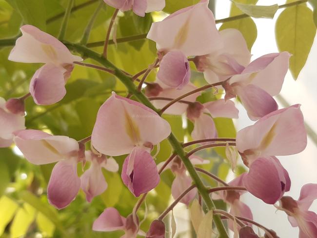 Wisteria brachybotrys 'Showa-beni'