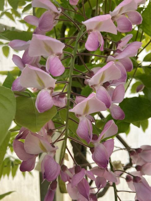 Wisteria brachybotrys 'Showa-beni'