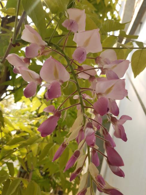 Wisteria brachybotrys 'Showa-beni'