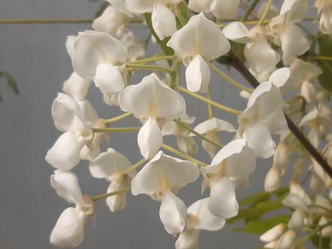 Wisteria brachybotrys 'White Silk'