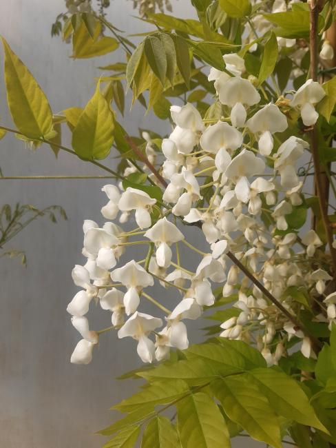 Wisteria brachybotrys 'White Silk'